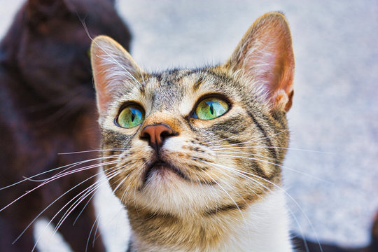 Close-up photo of a grey and white stray cat, young male kitty with beautiful green eyes