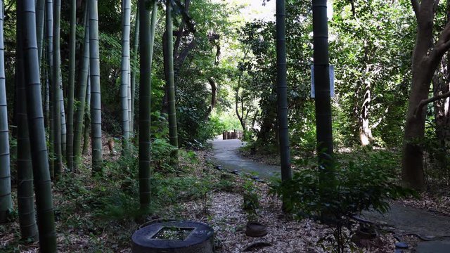 Small diameter of bamboo forest