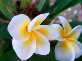Fototapeta na wymiar Fleur blanc et jaune 