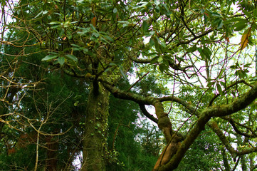 Forest - Azores