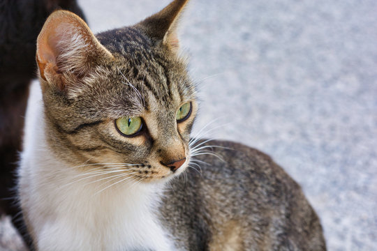 Close-up photo of a grey and white stray cat, young male cat with green eyes