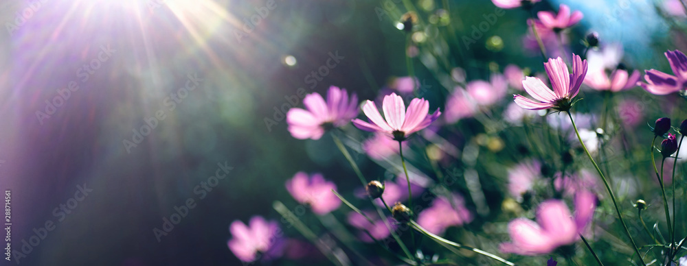 Poster wild purple cosmos flowers in meadow in rays of sunlight on nature macro on dark green background wi