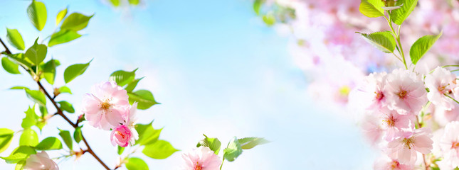 Natural spring floral colorful background banner format. Beautiful branch blossoming cherry soft focus, blue sky, white clouds, sunny day, macro. Gentle pink flower sakura in nature, copy space.