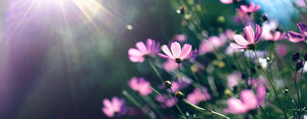 Wild purple cosmos flowers in meadow in rays of sunlight on nature macro on dark green background...