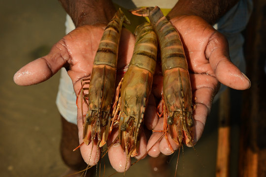 Hands holding shrimp and prawn
