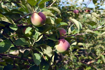 apples in tree orchard summer organic fruits picking