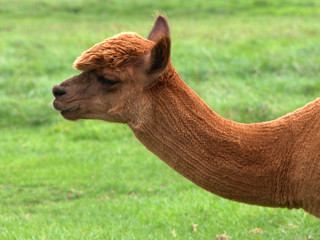 Llama recently shorn.