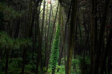 Naklejka premium Light comes in through the thick forest