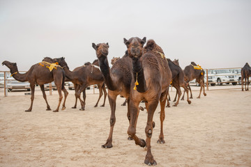 Group of camels in Arabia