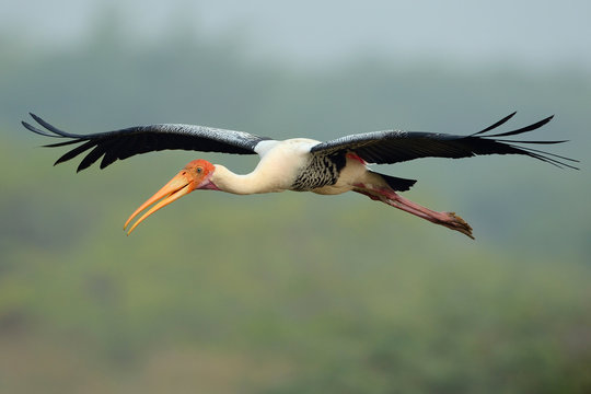 Close up of painted stork flying mid air