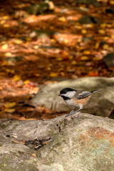 Bird in Autumn