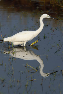 Little egret bird in water with reflection