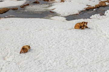 Himalayan Brown Bear also known as red bear and habitat of Deosai Plateau of Skardu, Pakistan. It...