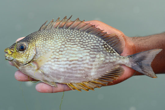 Hand holding a fish