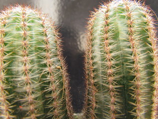 Beautiful cactus from home garden