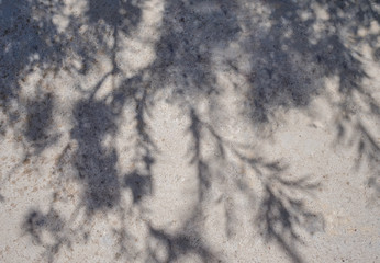 Shadow of a plant on a sunny day on gray asphalt, natural background