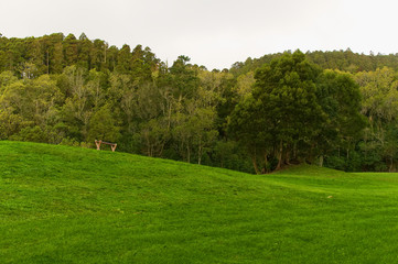 Fototapeta na wymiar Forest - Azores