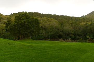 Fototapeta na wymiar Forest - Azores