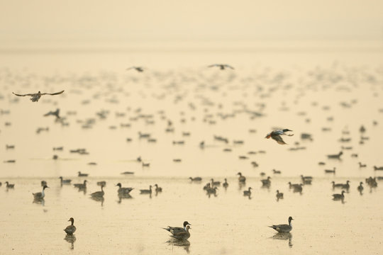 Birds in a lake at sunrise