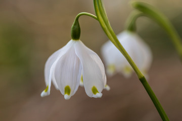 Fototapeta premium Close up image of fresh white and yellow spring snowflake flowers, Leucojum vernum, growing in a garden,