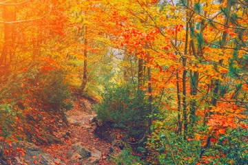 Path in natural park with autumn trees. Sunny autumn picturesque forest landscape with sunlight. Fall trees with colorful leaves background. Forest scenery fall leaves gold foliage road, warm light.