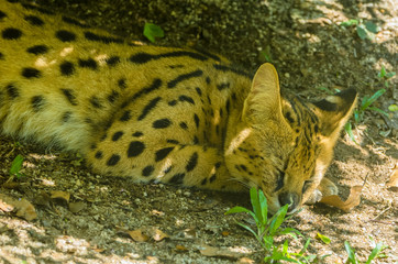 A Leptailurus Serval sleeping on the ground