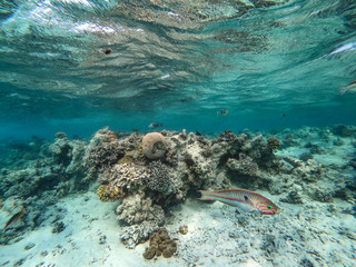 Underwater background and free space for your decoration. 