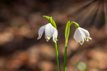 Fototapeta premium Close up image of fresh white and yellow spring snowflake flowers, Leucojum vernum, growing in a garden,