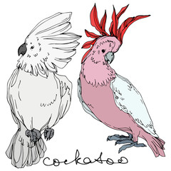 Vector Sky bird cockatoo in a wildlife. Black and white engraved ink art. Isolated parrot illustration element. © LIGHTFIELD STUDIOS