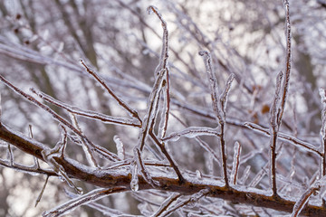 Ice covered branches of a tree in winter
