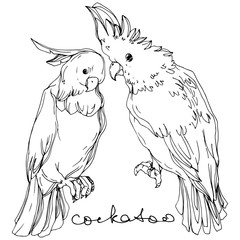 Vector Sky bird cockatoo in a wildlife. Black and white engraved ink art. Isolated parrot illustration element.