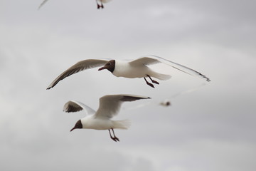 Seagull