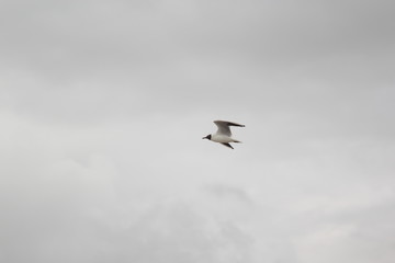 Seagull