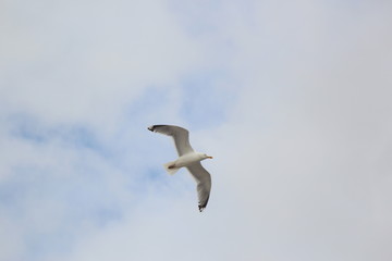 Seagull