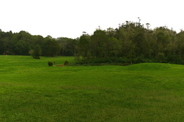 Fototapeta premium Forest - Azores