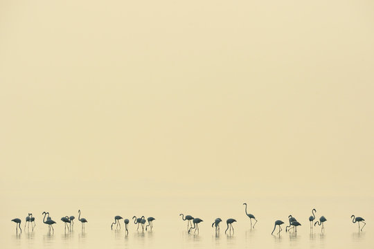 Flamingos stand on a row in water