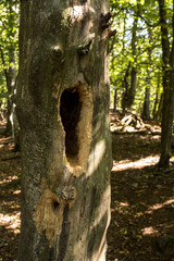Fototapeta premium Tree trunk with a fresh hole