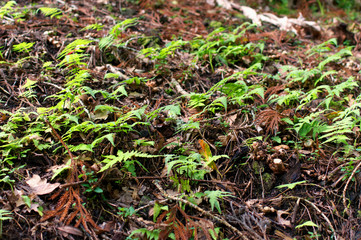 Forest - Azores