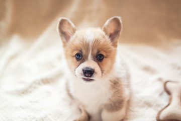 beautiful little Corgi dog puppy with big ears sits on the bed on a white blanket and looks cute
