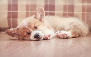 cute little puppy dog Corgi sleeping sweetly on the floor with his eyes closed and his legs stretched out