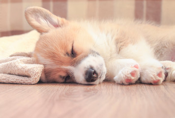 cute little Corgi dog puppy with big ears sleeps sweetly on the wooden floor on a blanket stretching legs