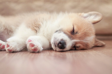 cute little puppy Corgi dog sleeping sweetly on the wooden floor with closed eyes and stretched legs
