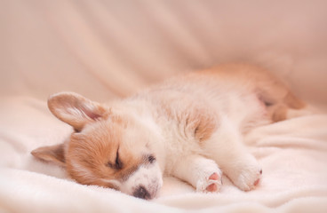 cute little Corgi dog puppy with big ears sleeps sweetly on a white fluffy blanket stretching legs