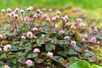 Small flowers in the forest - Azores
