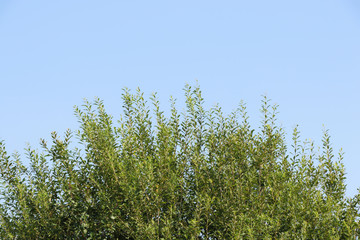 Green tree tops against a clear blue sky