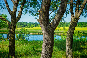 Summer Landscape