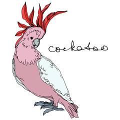 Vector Sky bird cockatoo in a wildlife. Black and white engraved ink art. Isolated parrot illustration element.