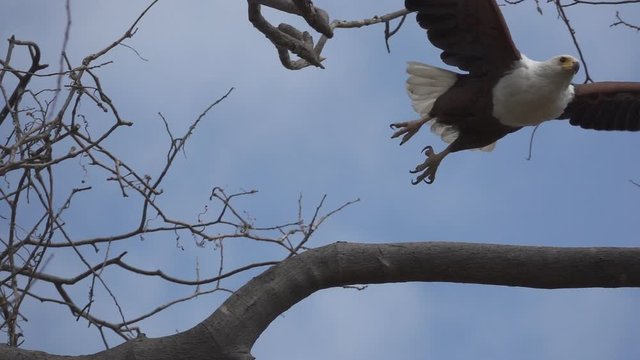 African Fish-Eagle, haliaeetus vocifer starts flying in super slow motion