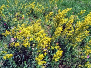 Obraz premium Sunner.Flowers .Nature.Green.Blue.