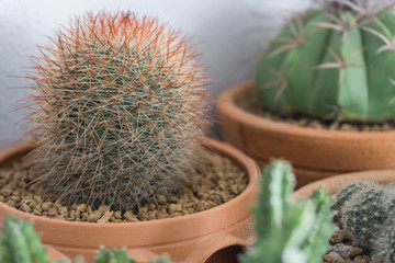 Different cactus plants in flowerpot. Selective focus. 